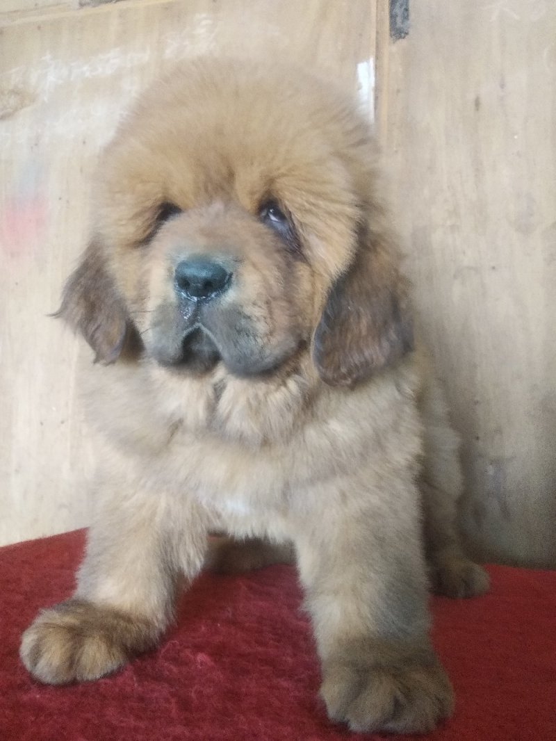 藏獒幼犬