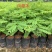 凤凰木树苗（红花楹）宫粉紫荆幌伞枫园林绿化观花植物
