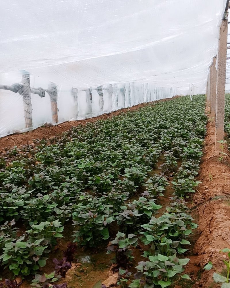 河南原阳红薯苗基地西瓜红薯苗支持线上交易单垄单行苗子粗壮
