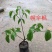 凤凰木树苗（红花楹）宫粉紫荆幌伞枫园林绿化观花植物