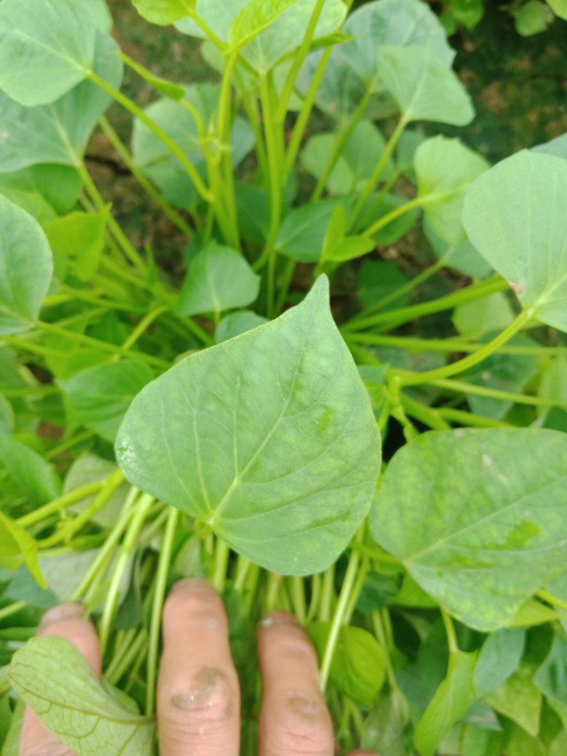 河南原阳龙9红薯苗单行单垄苗子粗壮