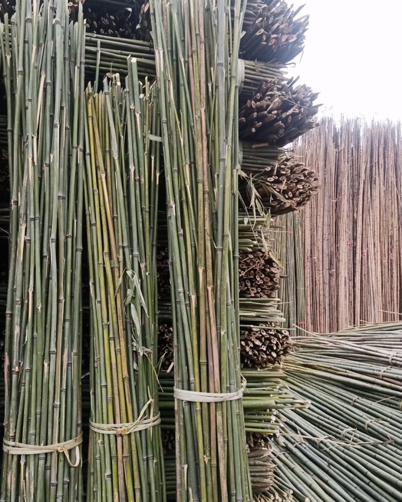 竹子，杉杆，菜棚架