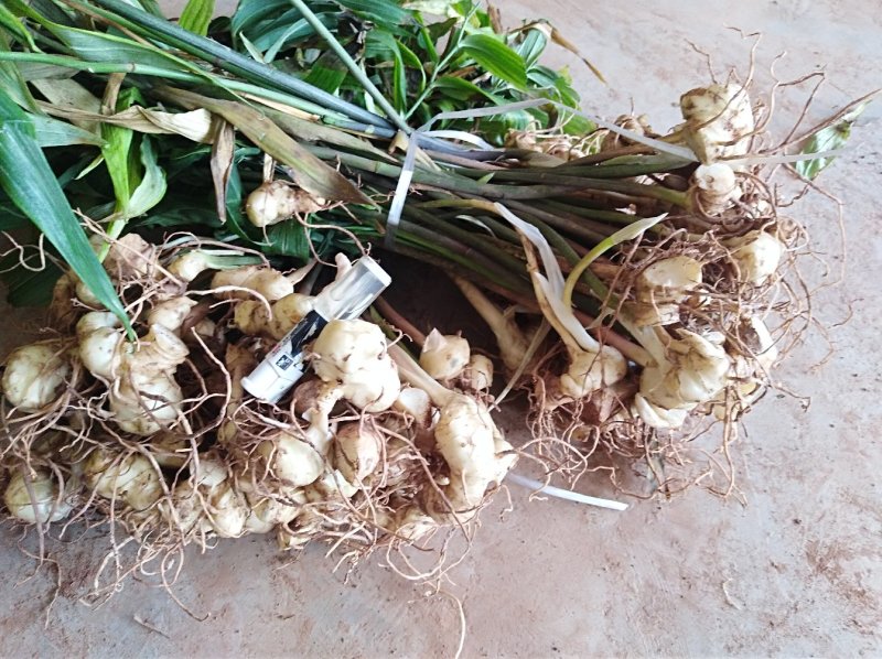 黄精块茎苗，大量供应，需要及时联系，需要赶快