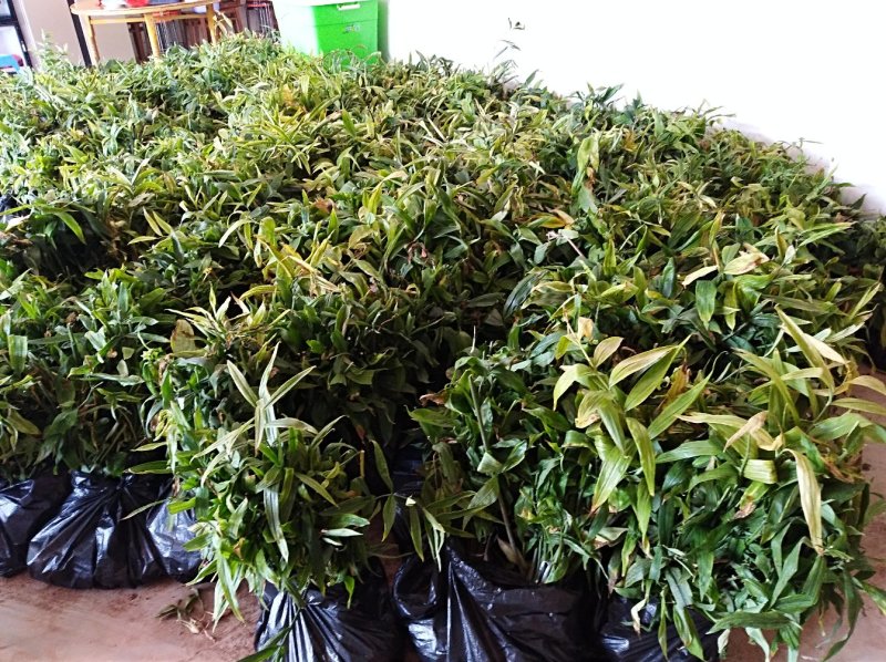 黄精块茎苗，大量供应，需要及时联系，需要赶快