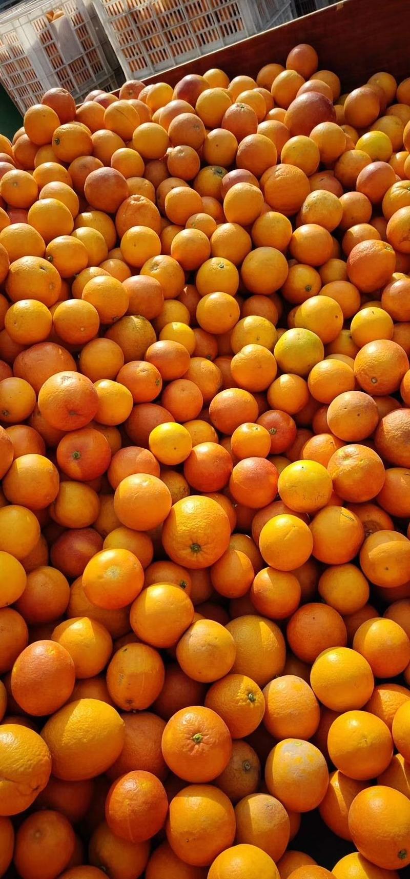 湖北纽荷脐橙口感纯甜源鲜货供应70以上大果口感纯甜