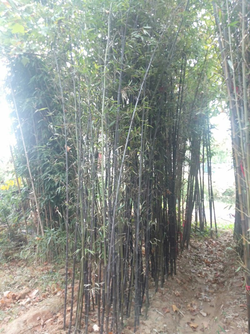 金镶玉竹，大量供应中欢迎订购罗汉竹批发市场大小都有