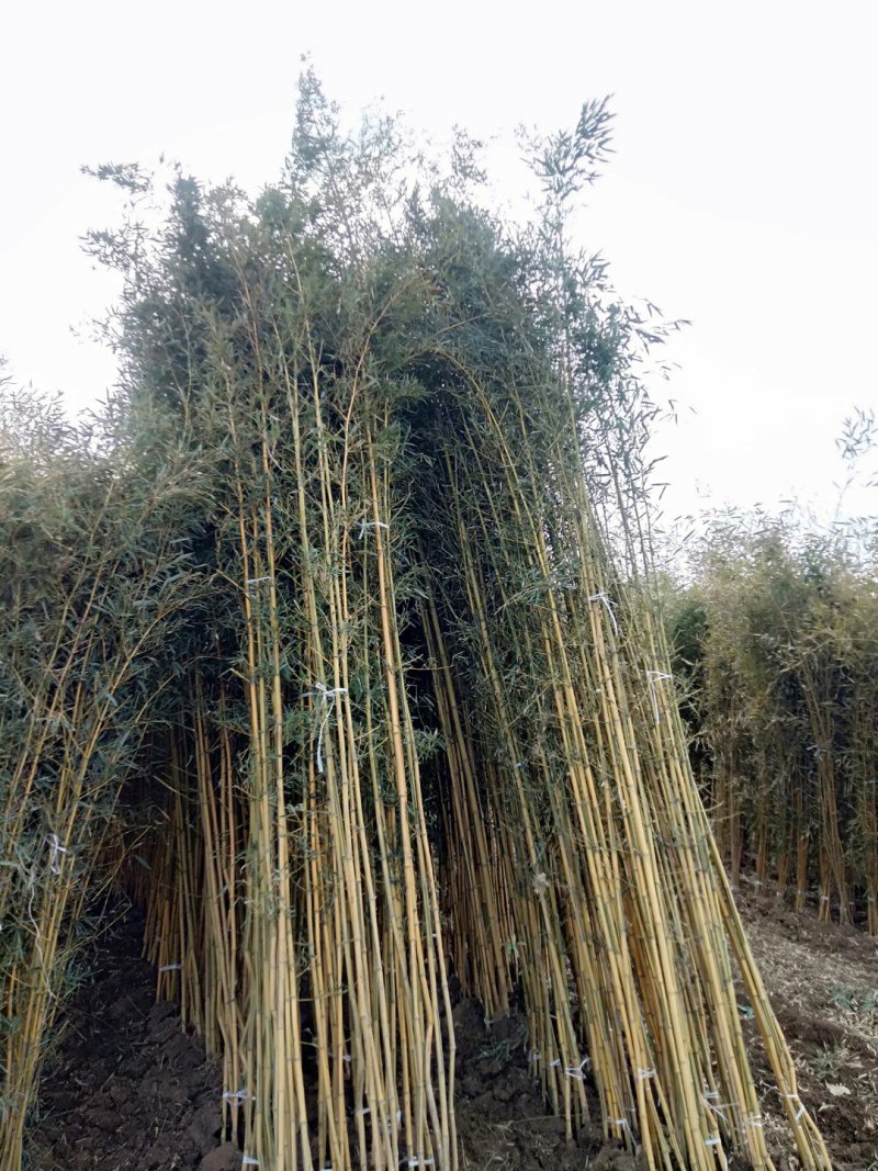 金镶玉竹，大量供应中欢迎订购罗汉竹批发市场大小都有