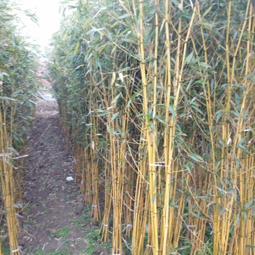 金镶玉竹，大量供应中欢迎订购罗汉竹批发市场大小都有