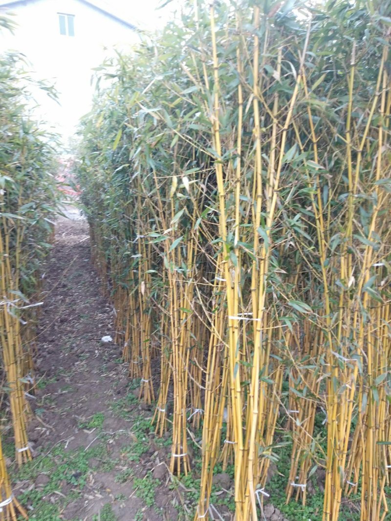 金镶玉竹，大量供应中欢迎订购罗汉竹批发市场大小都有