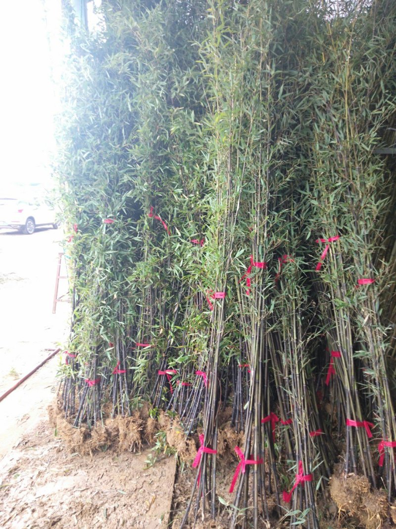 金镶玉竹，大量供应中欢迎订购罗汉竹批发市场大小都有