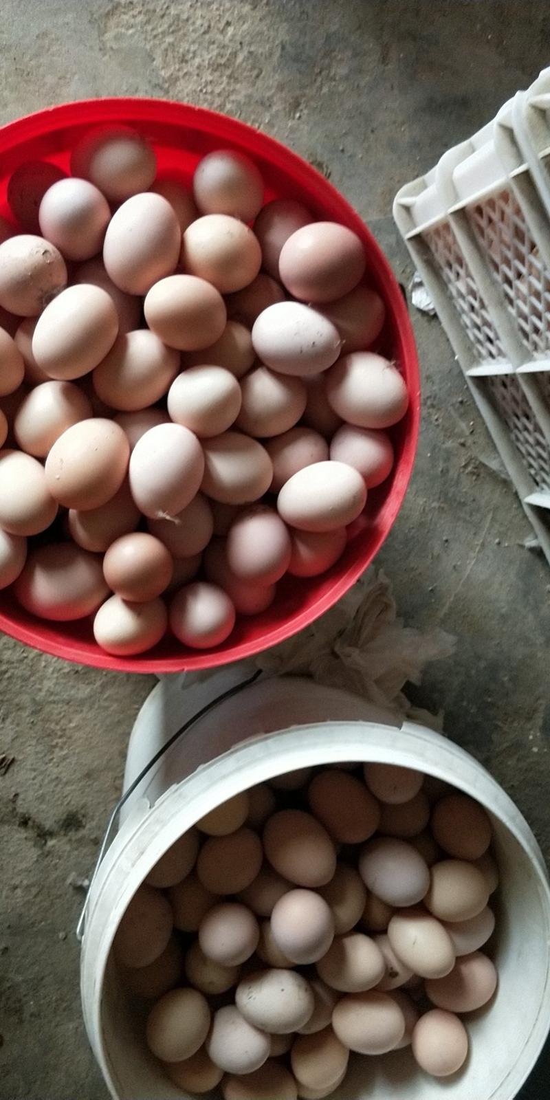 青脚鸡种蛋土鸡种蛋瑶鸡种提供技术保障受精率90%