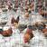 青脚鸡种蛋土鸡种蛋瑶鸡种提供技术保障受精率90%