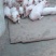 二元，三元仔猪，母猪。