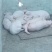 二元，三元仔猪，母猪。
