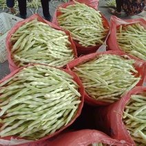 本地芸豆大量上市！