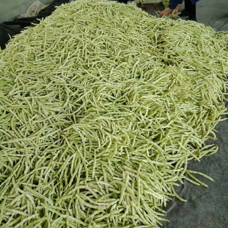 芸豆