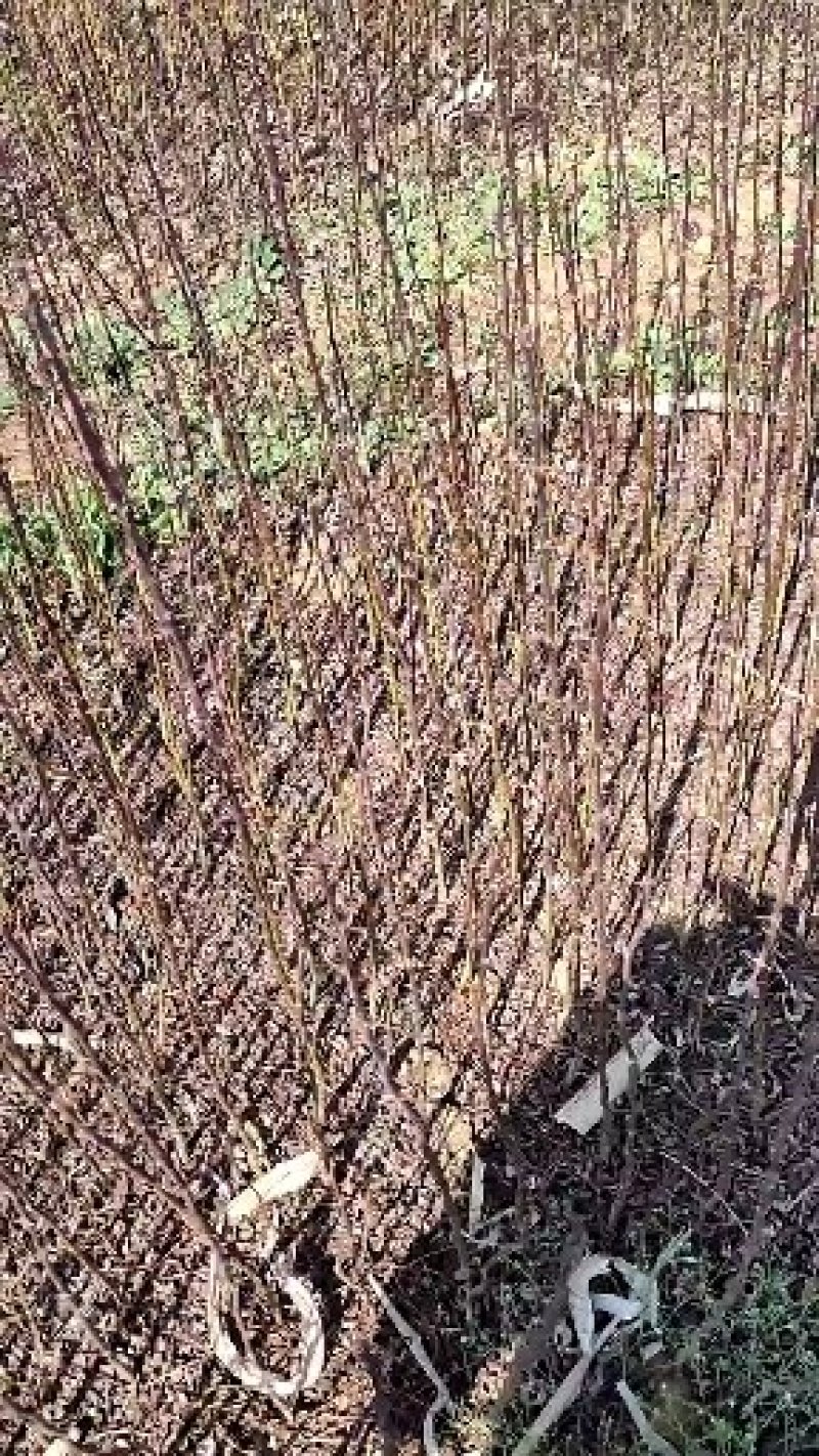 红花椒苗大红袍花椒苗，贡椒苗，雪椒苗袋子苗