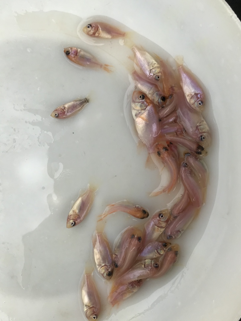 广东优质红罗非鱼苗，彩红鲷鱼苗豹纹红鱼苗鱼基地全国发货