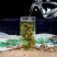 罗布麻茶袋装罗布麻茶茶叶罗布麻一斤26包邮