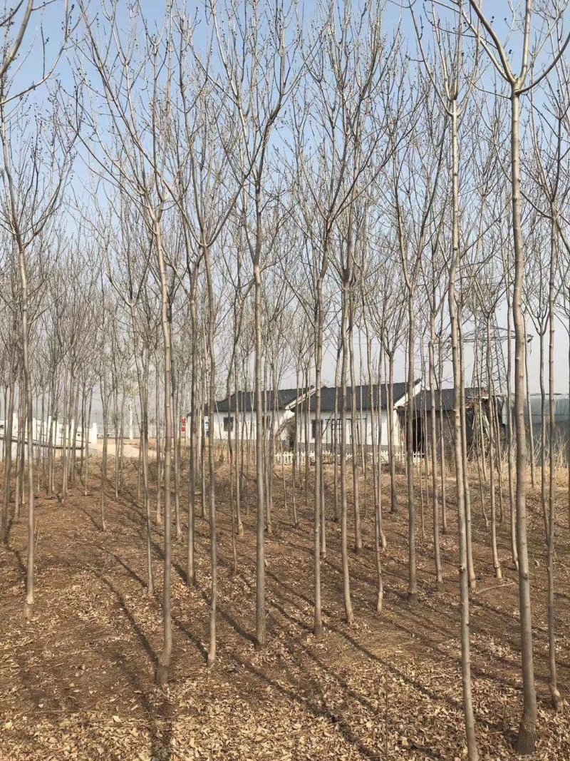 大量便宜出售1-4公分合欢苗实地照片欢迎选购