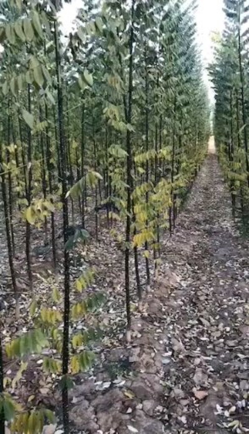 大量便宜出售1-4公分合欢苗实地照片欢迎选购