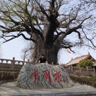 大量便宜出售1-4公分合欢苗实地照片欢迎选购