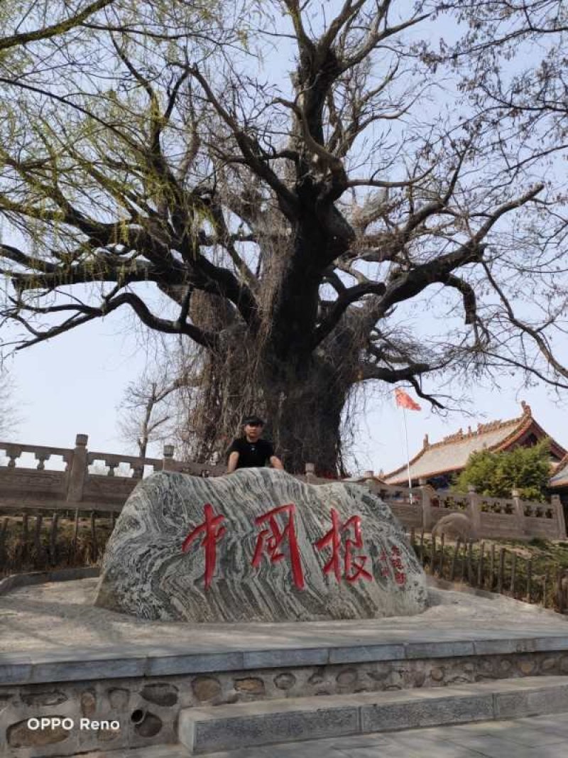 大量便宜出售1-4公分合欢苗实地照片欢迎选购