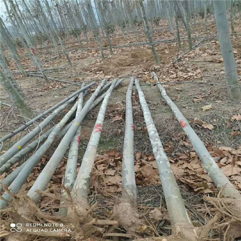 大量便宜出售1-4公分合欢苗实地照片欢迎选购