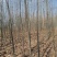 大量便宜出售1-4公分合欢苗实地照片欢迎选购