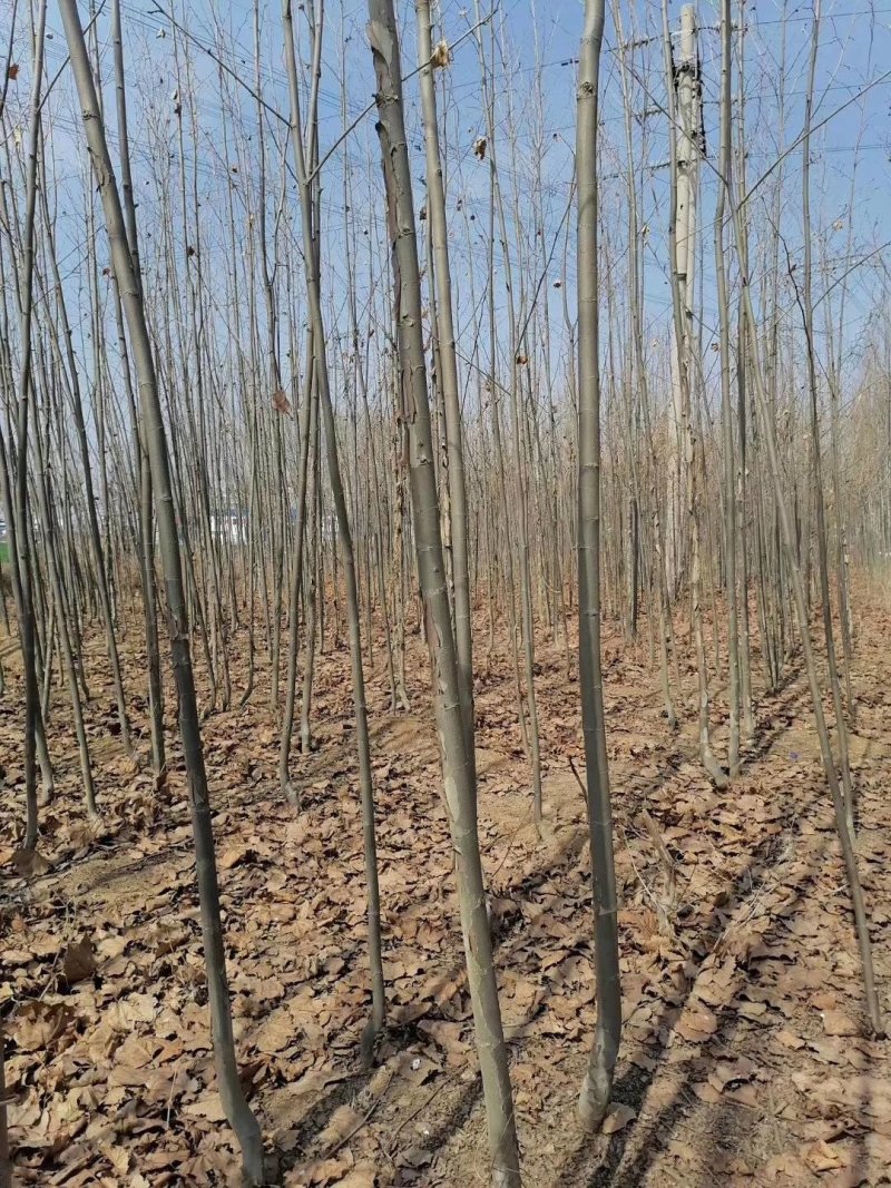 大量便宜出售1-4公分合欢苗实地照片欢迎选购