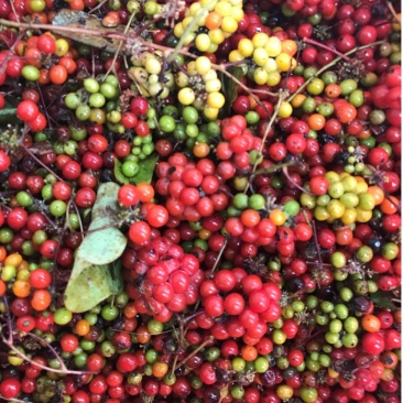 江西正宗粉防己多年种植经验粉防己