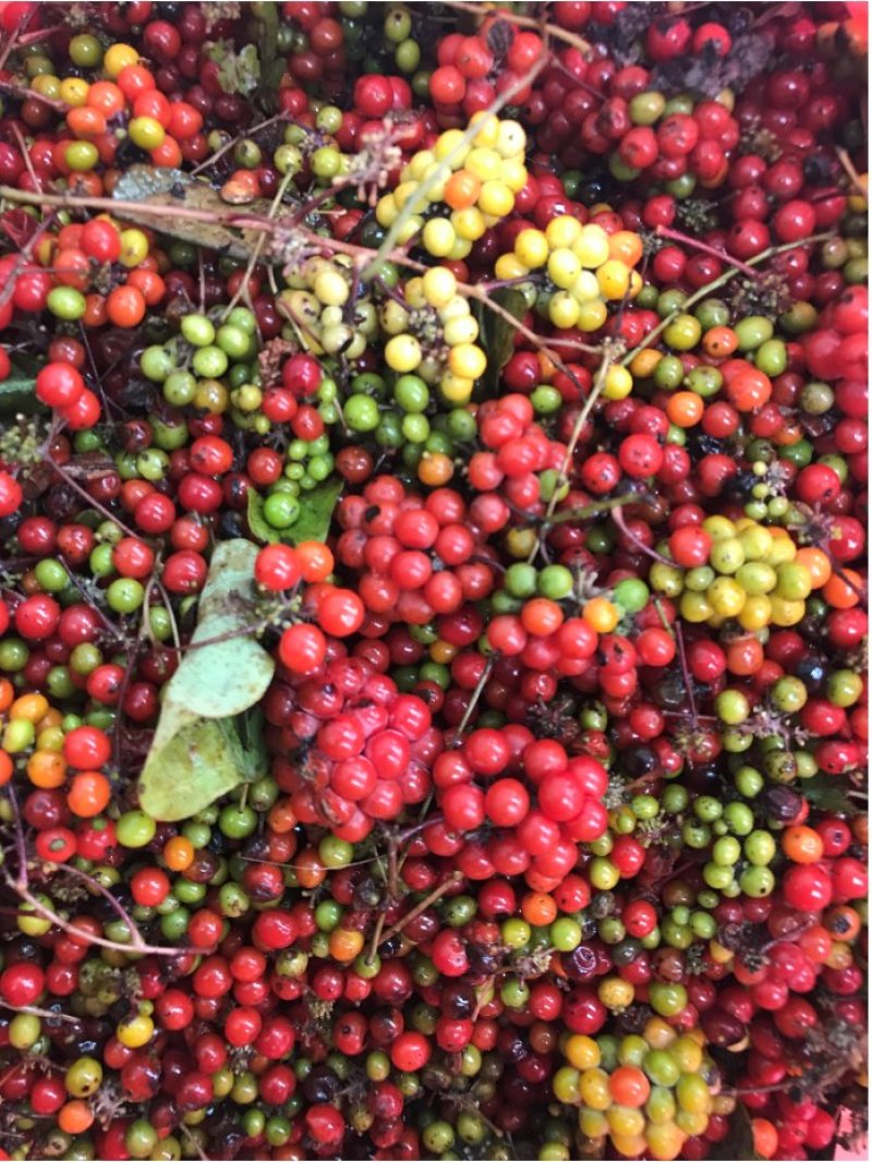 江西正宗粉防己多年种植经验粉防己