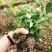 江西正宗粉防己多年种植经验粉防己