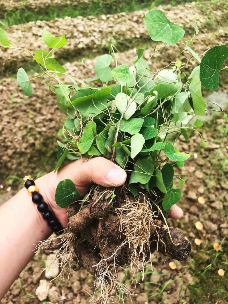 江西正宗粉防己多年种植经验粉防己