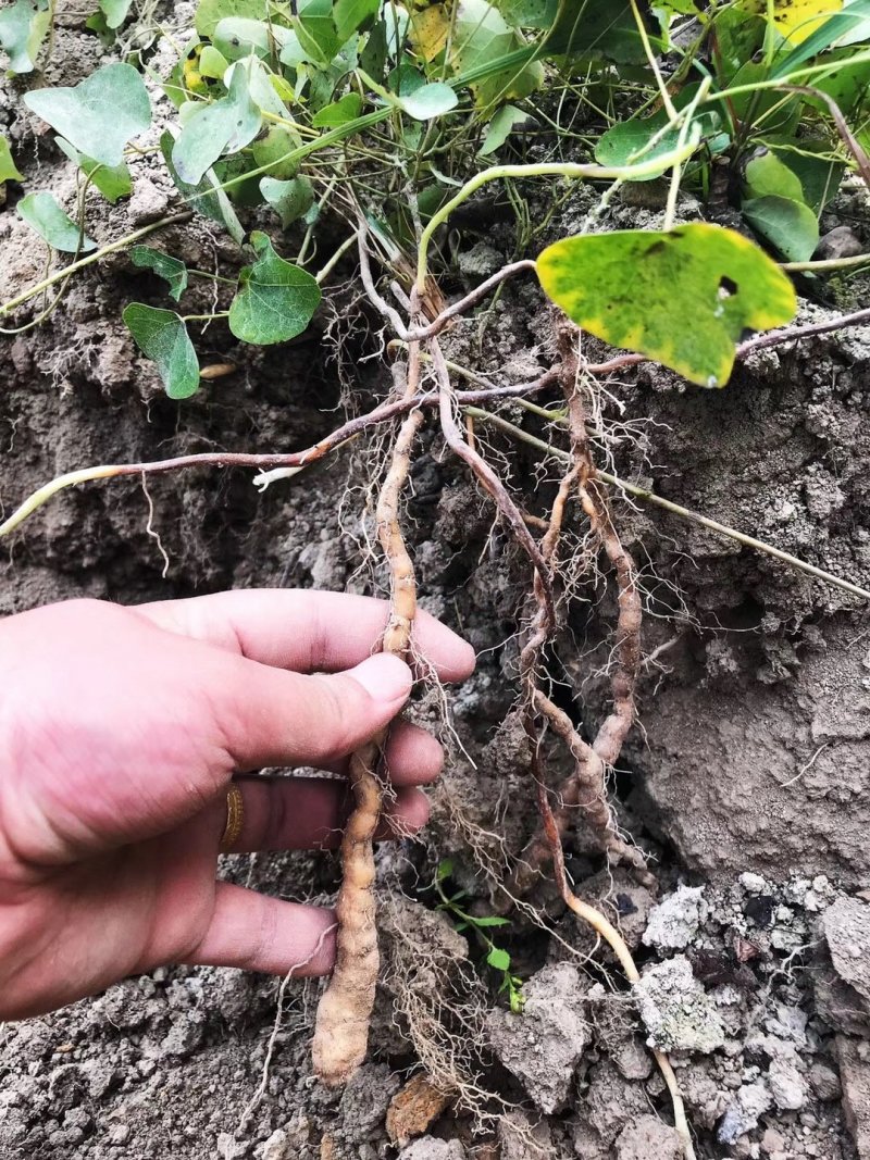 江西正宗粉防己多年种植经验粉防己