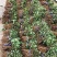 江西正宗粉防己多年种植经验粉防己