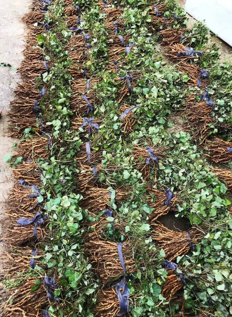 江西正宗粉防己多年种植经验粉防己