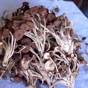 茶树菇
