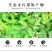 罗布麻茶袋装罗布麻茶茶叶罗布麻一斤26包邮