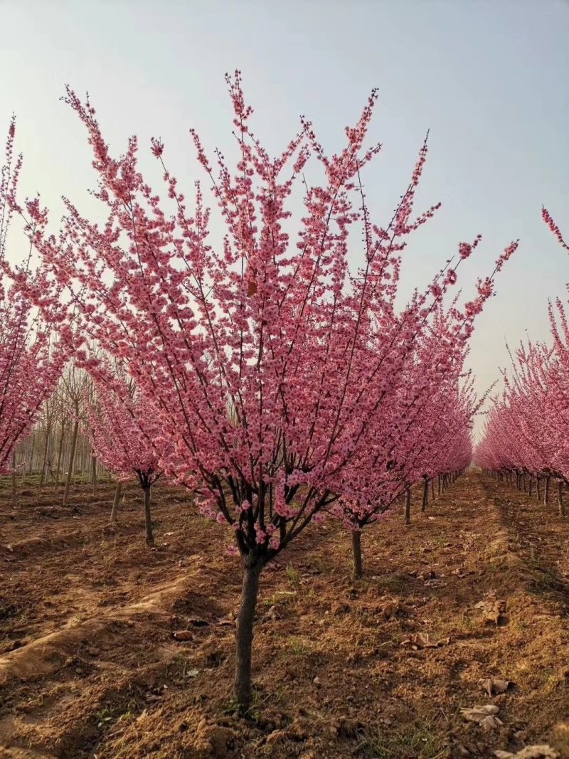 自家苗圃大量供应，8至15公分2-3年冠幅香花槐欢迎来电