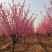 自家苗圃大量供应，8至15公分2-3年冠幅香花槐欢迎来电