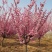 自家苗圃大量供应，8至15公分2-3年冠幅香花槐欢迎来电