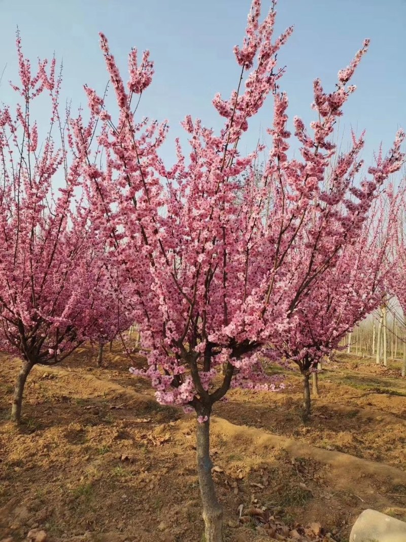 自家苗圃大量供应，8至15公分2-3年冠幅香花槐欢迎来电