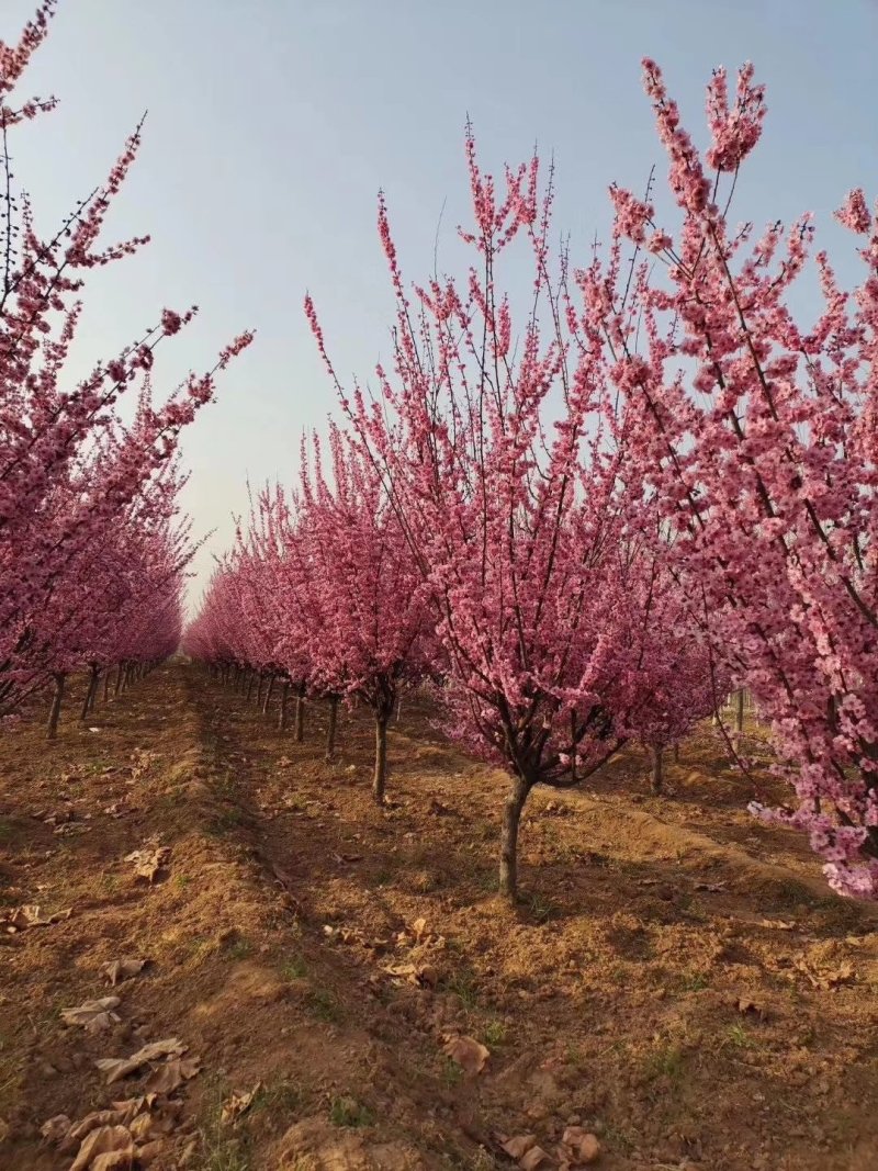 自家苗圃大量供应，8至15公分2-3年冠幅香花槐欢迎来电