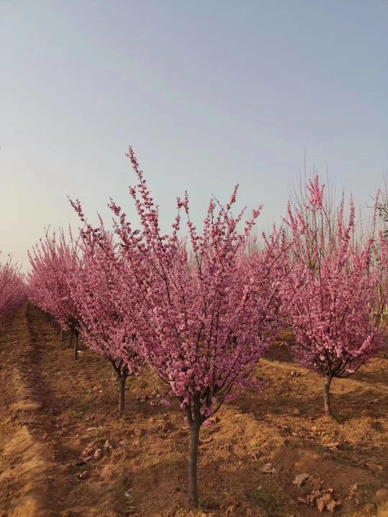 自家苗圃大量供应，8至15公分2-3年冠幅香花槐欢迎来电