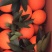 奉节脐橙