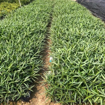 翠芦莉基地直供园林绿化工程袋苗质优价低