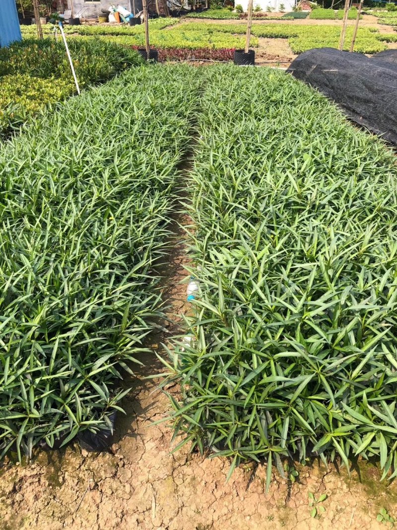 翠芦莉基地直供园林绿化工程袋苗质优价低