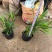 翠芦莉基地直供园林绿化工程袋苗质优价低