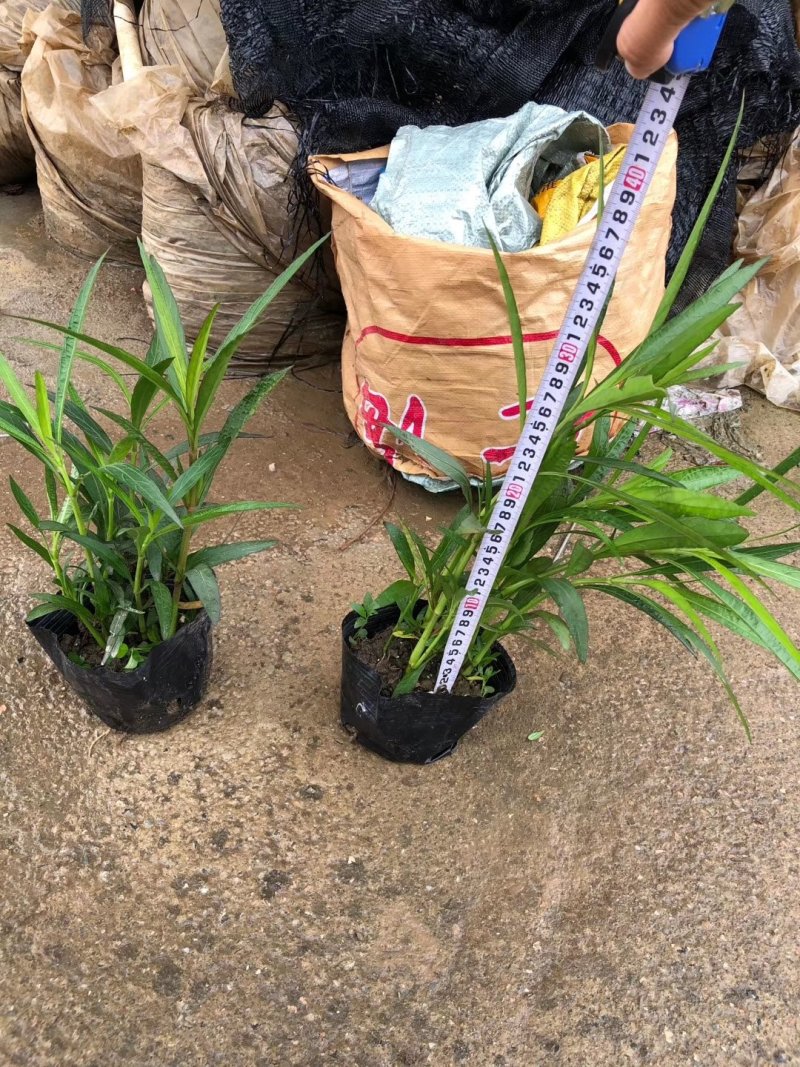 翠芦莉基地直供园林绿化工程袋苗质优价低